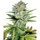 Super skunk