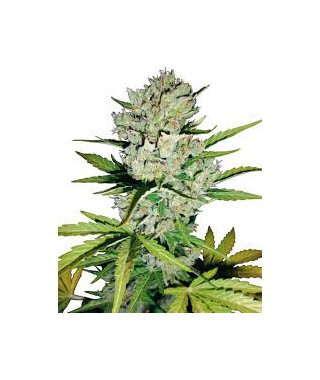 Super skunk