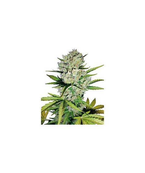 Super skunk