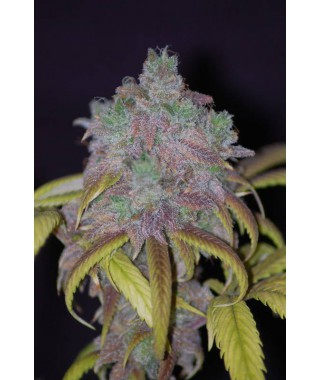 Sugar green auto 