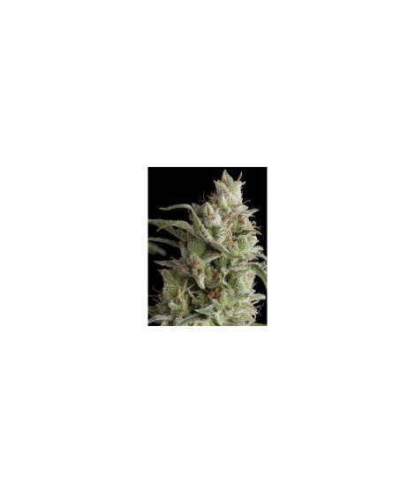 OG KUSH