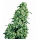 SKUNK