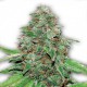 AMNESIA KUSH