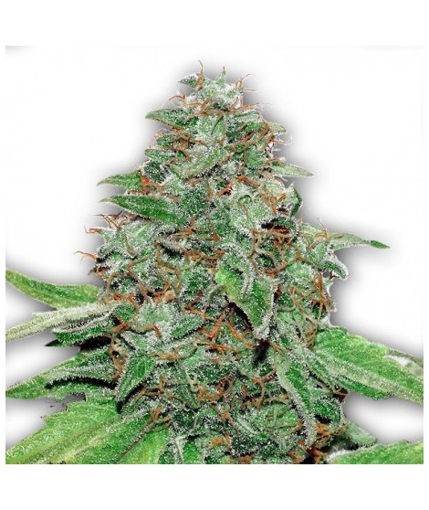 AMNESIA KUSH