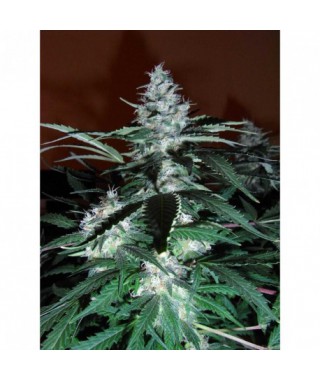 BLACK DOMINA