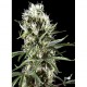 SUPER LEMON HAZE