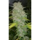 CRITICAL X BLACK DOMINA