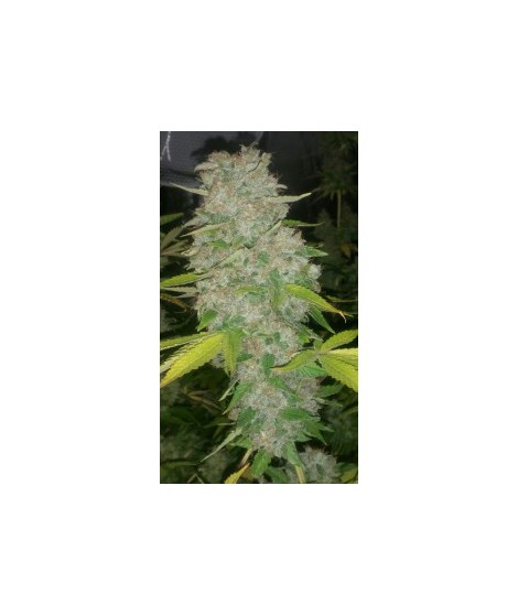 CRITICAL X BLACK DOMINA