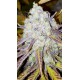 Blue Mango x Grand Daddy de Live Seeds