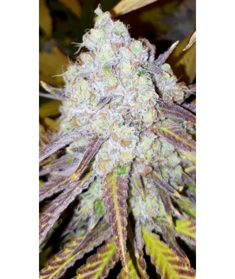 Blue Mango x Grand Daddy de Live Seeds