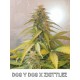 DOS-Y-DOS X ZKITTLEZ AUTO LIVE SEEDS