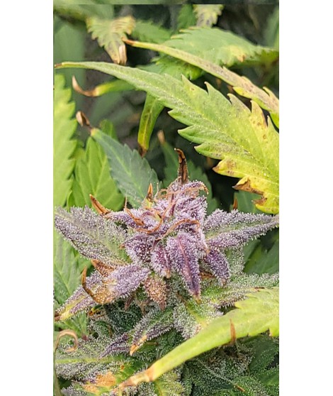 MANDANDARINE VIOLET AUTO LIVE SEEDS