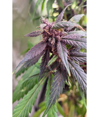 VIOLET GHOST OG AUTO LIVE SEEDS