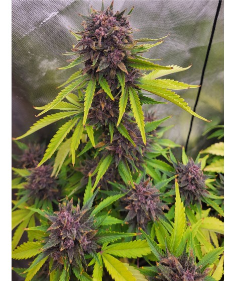 VIOLET X ZKITTLEZ AUTO LIVE SEEDS