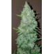 SOUR DIESEL AUTO LIVE SEEDS