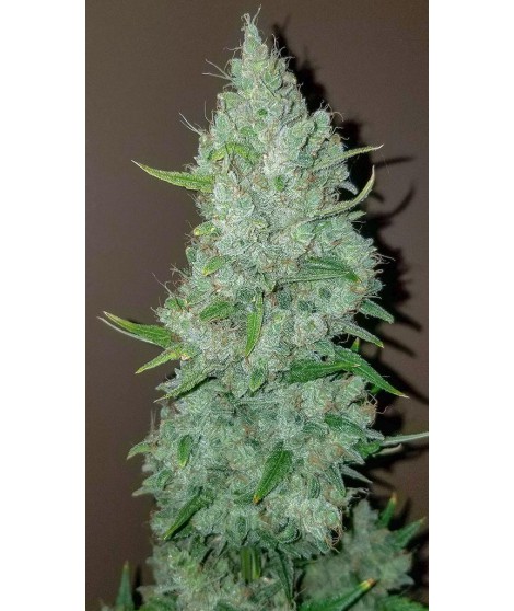 SOUR DIESEL AUTO LIVE SEEDS