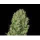 WHITE RUSSIAN AUTO LIVE SEEDS