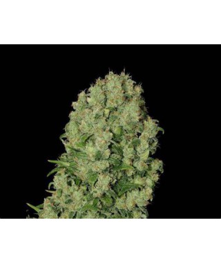 WHITE RUSSIAN AUTO LIVE SEEDS