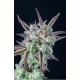 STRAWBERRY X BANANA X ZKITTLEZ AUTOLIVE SEEDS