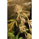 MANDARINE KUSH X TANGI LIVE SEEDS