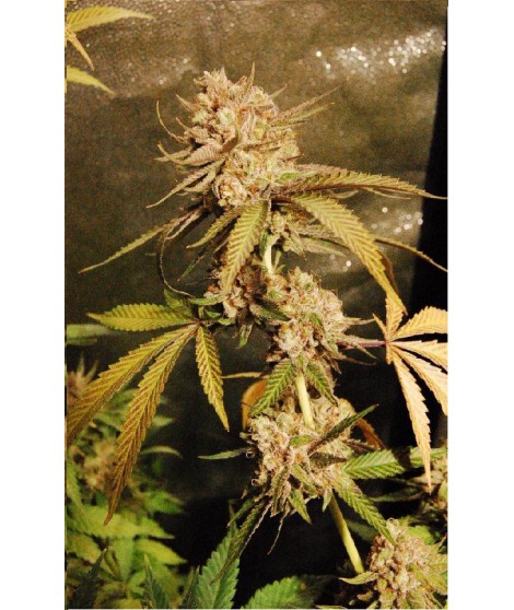 MANDARINE KUSH X TANGI LIVE SEEDS