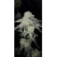 VIOLET X WEDDING CAKE LIVE SEEDS