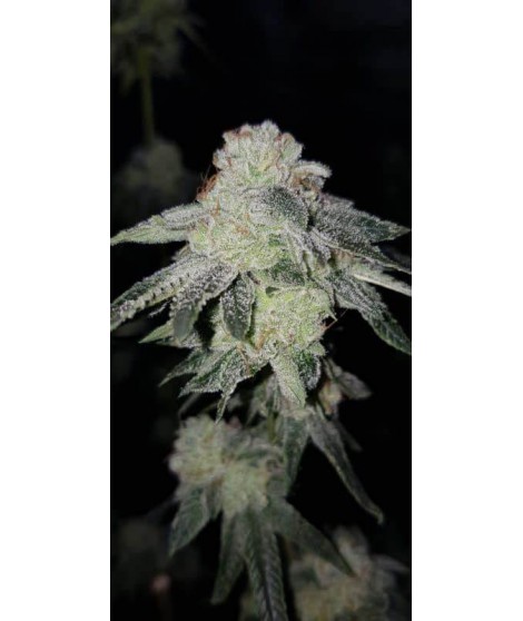 VIOLET X WEDDING CAKE LIVE SEEDS