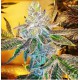 ZKITTLEZ COOKIES LIVE SEEDS