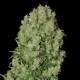 WHITE RUSSIAN LIVE SEEDS