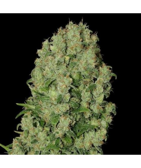 WHITE RUSSIAN LIVE SEEDS