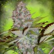 ZKITTLEZ CREAM AUTO LIVE SEEDS