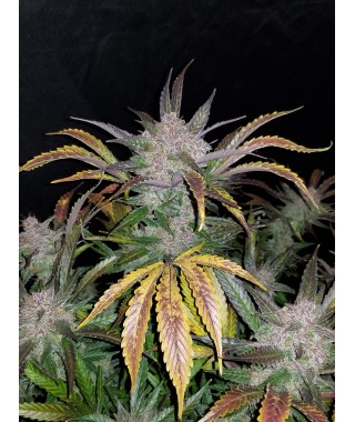 CREAM COOKIES AUTO LIVE SEEDS