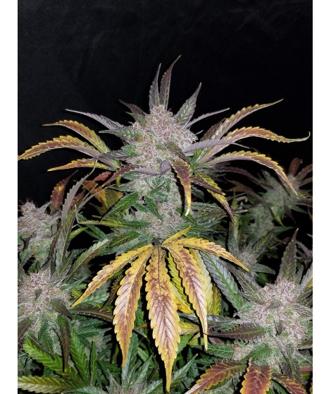 CREAM COOKIES AUTO LIVE SEEDS