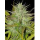 CHEMDOG AUTO LIVE SEEDS