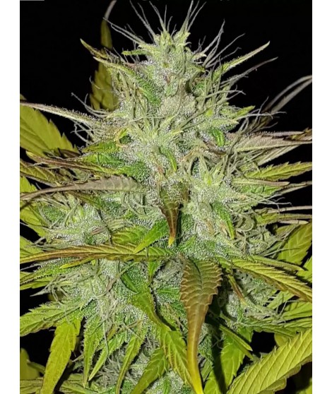 CHEMDOG AUTO LIVE SEEDS