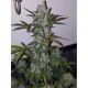 GIRL SCOUT COOKIES AUTO LIVE SEEDS