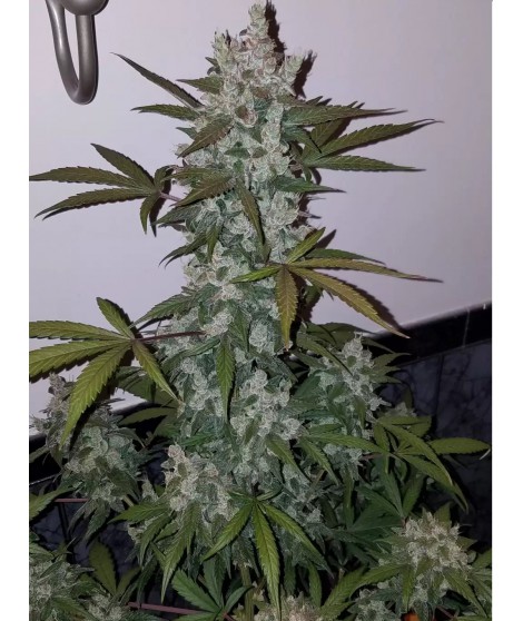 GIRL SCOUT COOKIES AUTO LIVE SEEDS