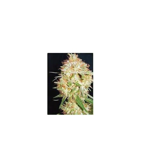 Critical Widow